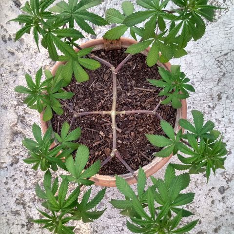 MK 1 growlog timeline photo