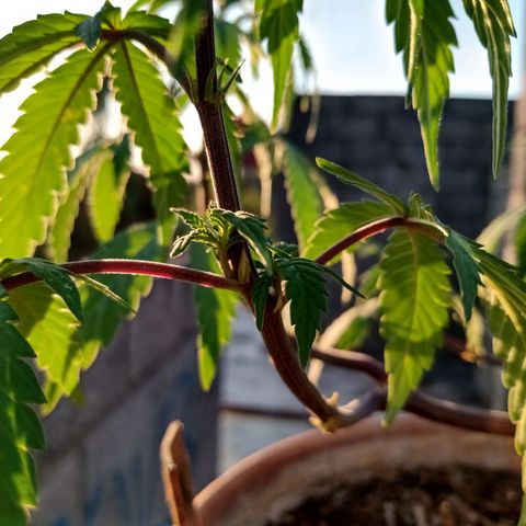 MK 1 growlog timeline photo