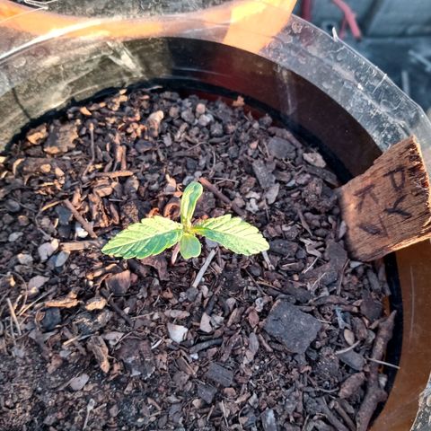 PYK  growlog timeline photo