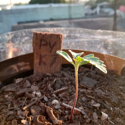 PYK  growlog timeline photo