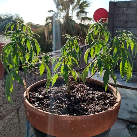 MK 1 growlog timeline photo