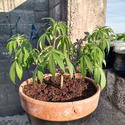 MK 1 growlog timeline photo