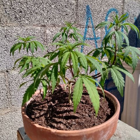 MK 1 growlog timeline photo
