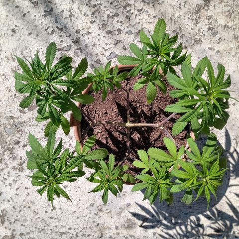 MK 1 growlog timeline photo