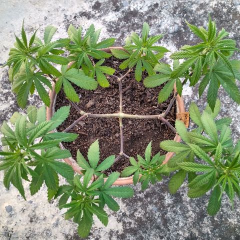 MK 1 growlog timeline photo