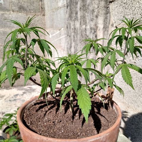 MK 1 growlog timeline photo
