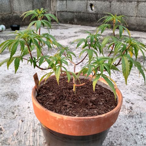 MK 1 growlog timeline photo