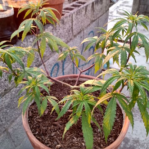 MK 1 growlog timeline photo