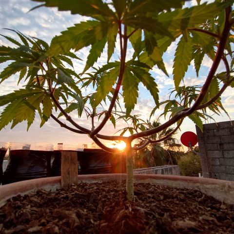 MK 1 growlog timeline photo
