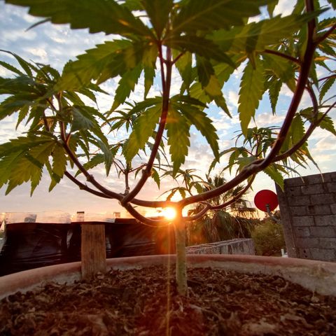 MK 1 growlog timeline photo