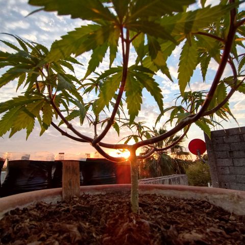 MK 1 growlog timeline photo