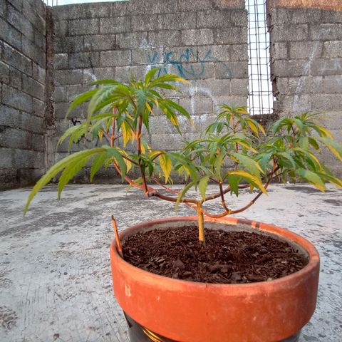 MK 1 growlog timeline photo