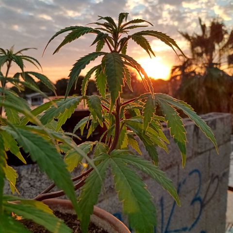 MK 1 growlog timeline photo