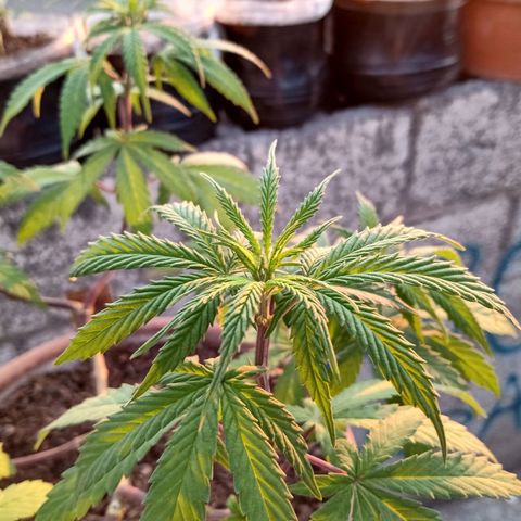 MK 1 growlog timeline photo
