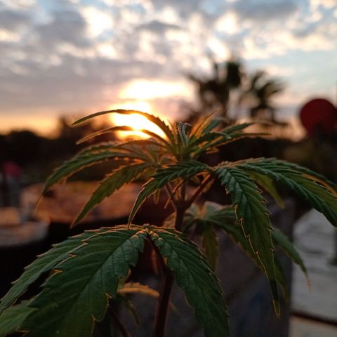MK 1 growlog timeline photo