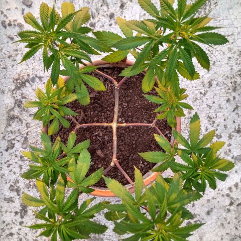 MK 1 growlog timeline photo