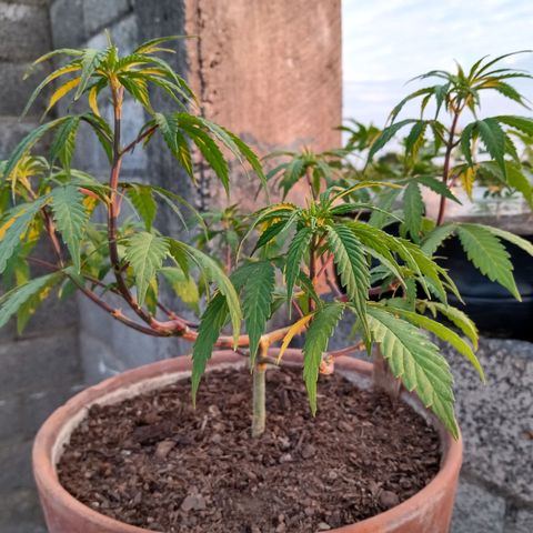 MK 1 growlog timeline photo