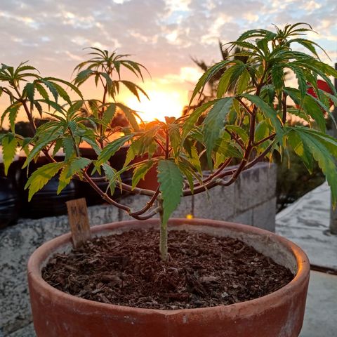 MK 1 growlog timeline photo