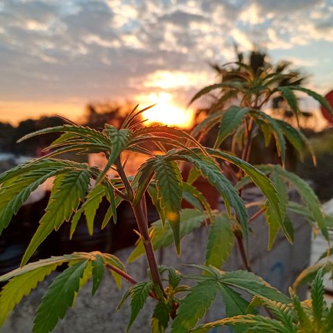 MK 1 growlog timeline photo