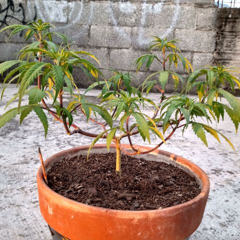 MK 1 growlog timeline photo