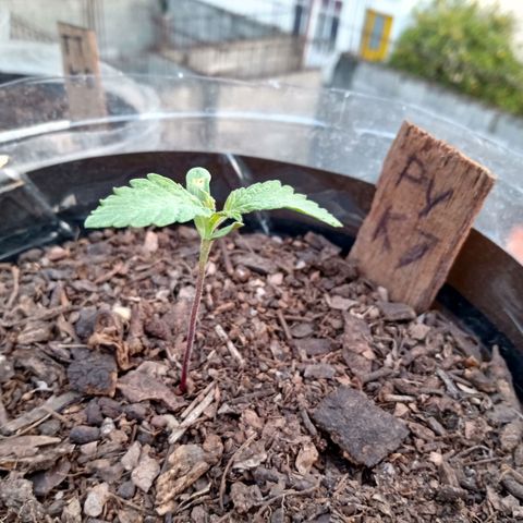 PYK  growlog timeline photo