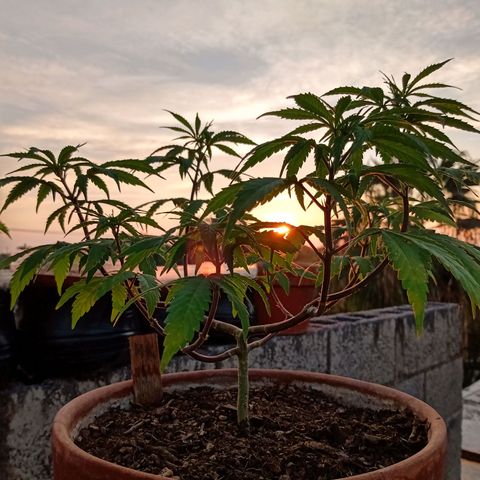 MK 1 growlog timeline photo