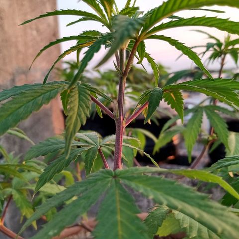 MK 1 growlog timeline photo
