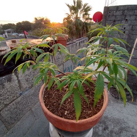 MK 1 growlog timeline photo