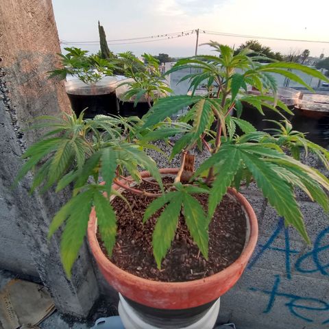MK 1 growlog timeline photo