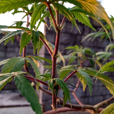 MK 1 growlog timeline photo