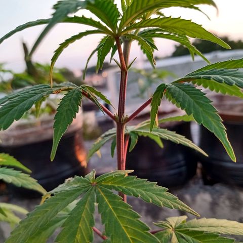 MK 1 growlog timeline photo