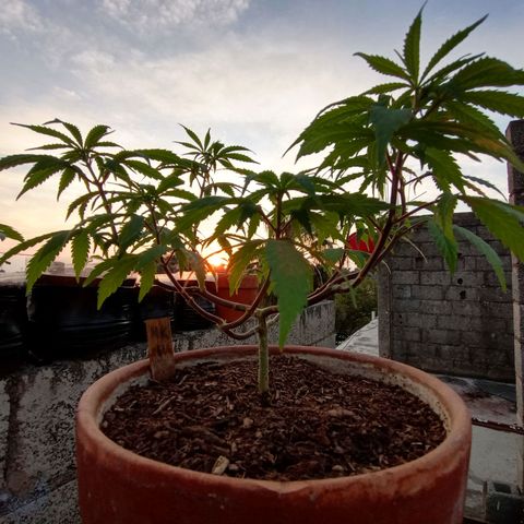 MK 1 growlog timeline photo