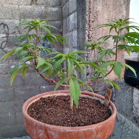 MK 1 growlog timeline photo