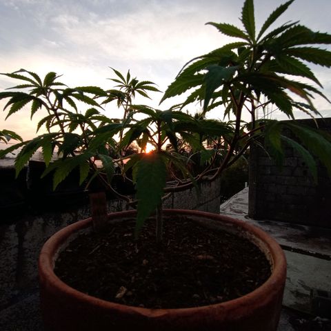 MK 1 growlog timeline photo
