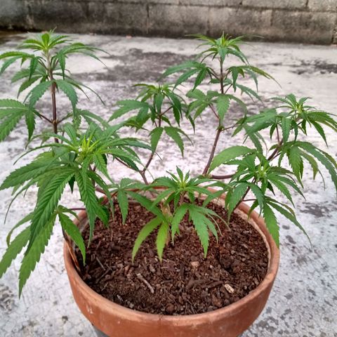 MK 1 growlog timeline photo