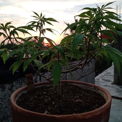 MK 1 growlog timeline photo