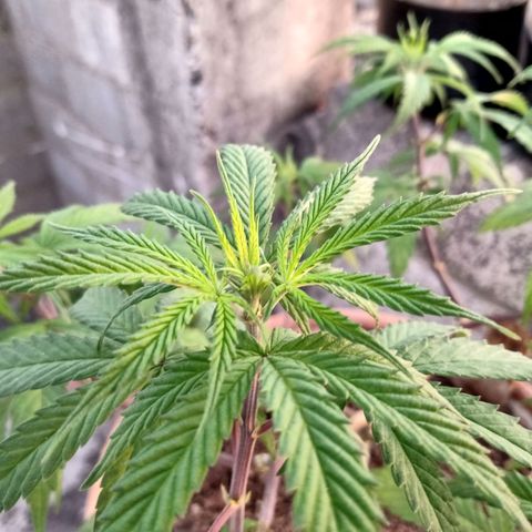 MK 1 growlog timeline photo