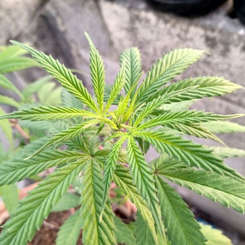 MK 1 growlog timeline photo