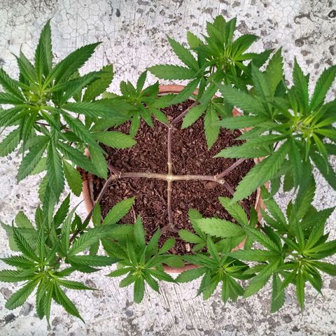 MK 1 growlog timeline photo