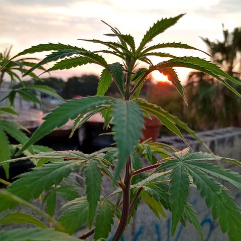 MK 1 growlog timeline photo