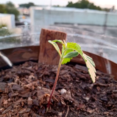 PYK  growlog timeline photo