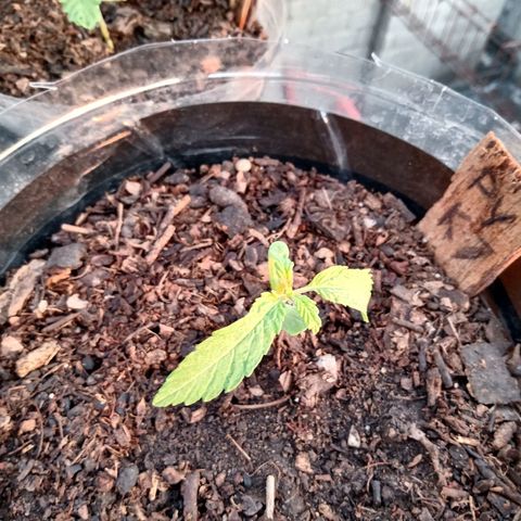PYK  growlog timeline photo