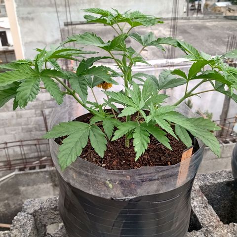 MK 1 growlog timeline photo