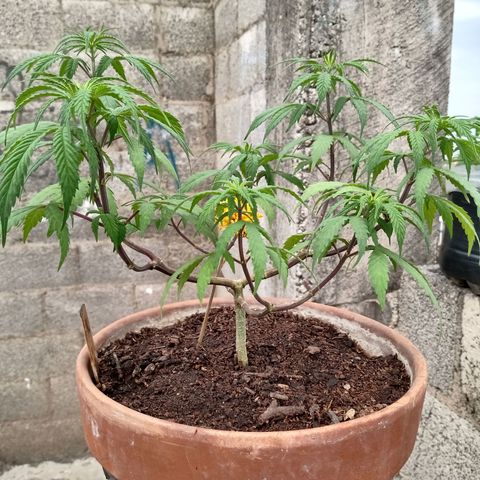 MK 1 growlog timeline photo