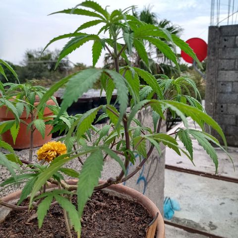 MK 1 growlog timeline photo