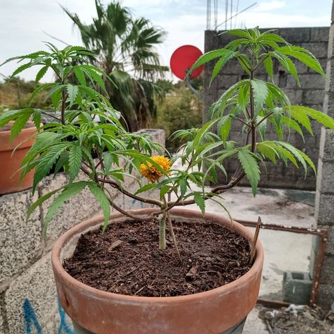 MK 1 growlog timeline photo