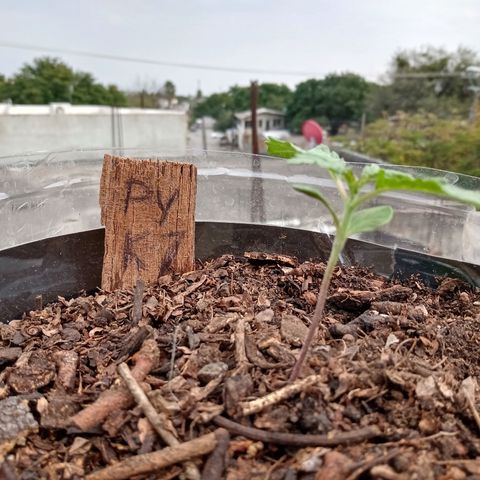 PYK  growlog timeline photo