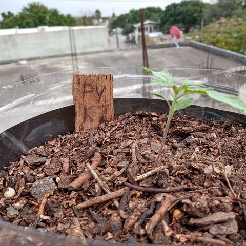 PYK  growlog timeline photo