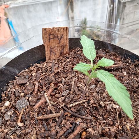PYK  growlog timeline photo