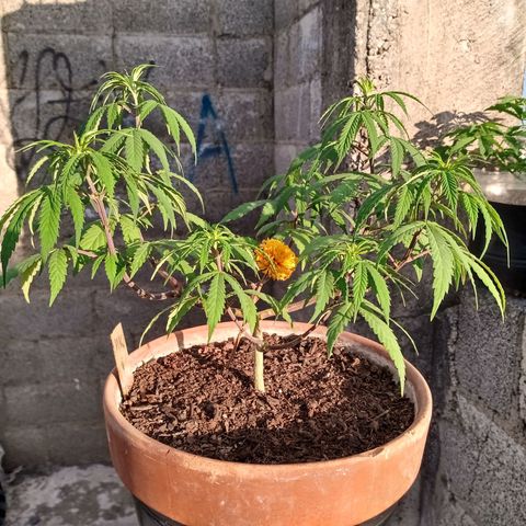 MK 1 growlog timeline photo